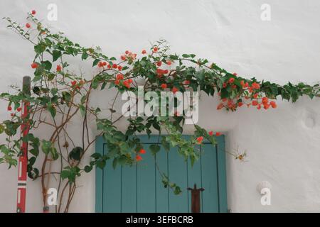 Bougainvillea with orange blossoms climbing over a teal wooden door on a whitewashed wall, traditional Mediterranean architecture detail in Andalusia Stock Photo