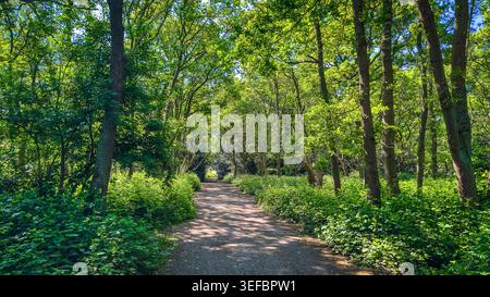 View of a dirt path on Wimbledon Common in spring Stock Photo