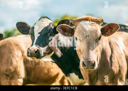 Two cows side by side in a pasture look at the photographer in a meadow in France Stock Photo