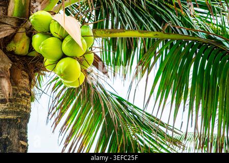 A bunch of fresh green coconuts hanging on a palm tree in a tropical garden Stock Photo