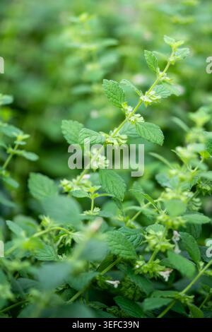 Lush green plant Lemon Balm (Melissa officinalis) widely used in herbal medicine to help with stress Stock Photo