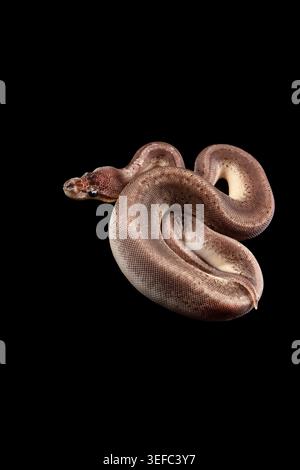 Elegant ball python coiled against a black backdrop, showcasing smooth scales, earthy tones, and quiet strength. Stock Photo