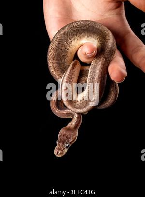 Calm, curious, and gentle—ball pythons are known for their relaxed nature, making them one of the most popular pet snakes. Stock Photo