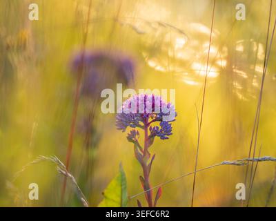 Purple stonecrop wildflowers field as background with copy space. Pink sedum blossoms on yellow meadow. Hylotelephium telephium in warm sunset golden hour sunlight, slow life country vacation concept Stock Photo