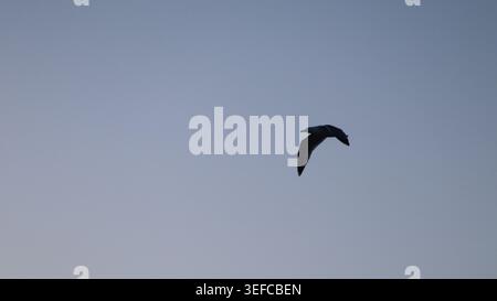 A single solitary seagull soaring gracefully high across a clear blue-grey twilight gradient sky. Stock Photo