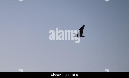 A single solitary seagull soaring gracefully high across a clear blue-grey twilight gradient sky. Stock Photo