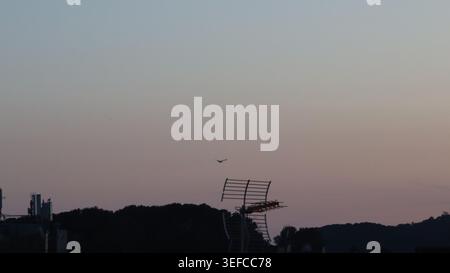 A single seagull flying in a soft twilight gradient sky at dusk over the silhouette of trees and a television antenna. Stock Photo