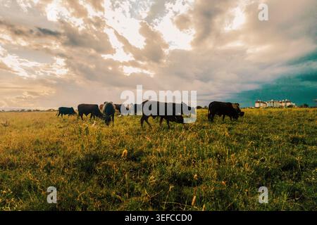 Scenic view of Masai Boran Cattle Grazing in Syokimau Grasslands Under Dramatic Stormy Sky, Kenya Stock Photo