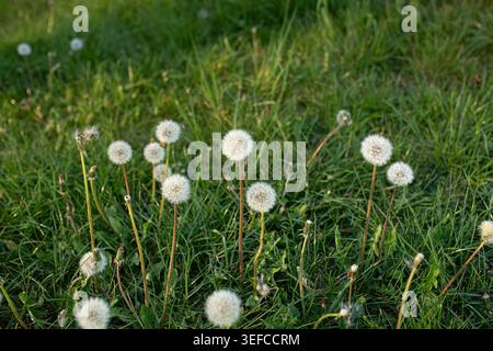 Dandelion seeds heads growing in green meadow grass at sunset Stock Photo