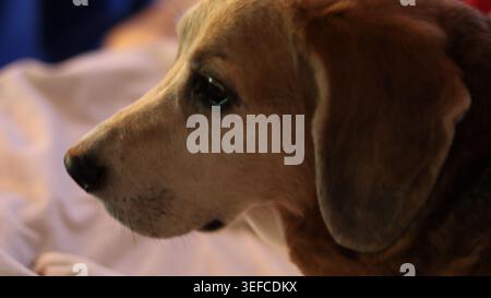 Close-up side profile portrait of an adorable Beagle dog looking away calmly in warm, soft indoor lighting. Stock Photo