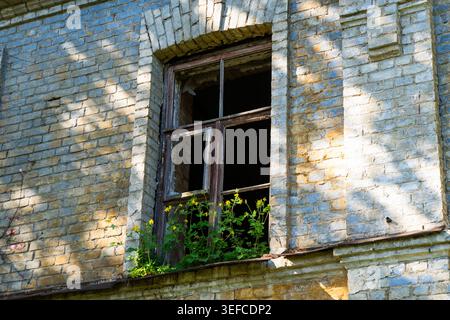 Abandoned building window with vibrant yellow buttercups and climbing pink flowers, sunlit textured brick wall. Stock Photo