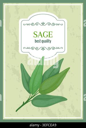Green sage leaves. Vintage herb label with botanical sprig, ornate frame, freshness premium quality culinary seasoning and premium plant for packaging design. Vertical poster. Vector illustration Stock Vector