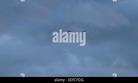 A single seagull soaring gracefully through a dense layer of dramatic dark storm clouds in a moody twilight sky. Stock Photo
