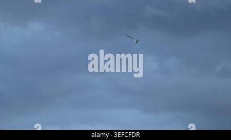 A single seagull soaring gracefully through a dense layer of dramatic dark storm clouds in a moody twilight sky. Stock Photo