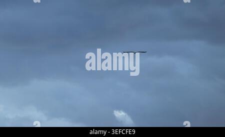 A single seagull soaring gracefully through a dense layer of dramatic dark storm clouds in a moody twilight sky. Stock Photo