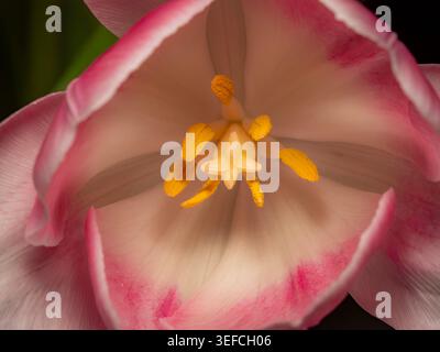 An extreme close up macro shot of a single pink and white variegated tulip flower emphasizing the inner yellow pistil and dark pollen stamen structure Stock Photo