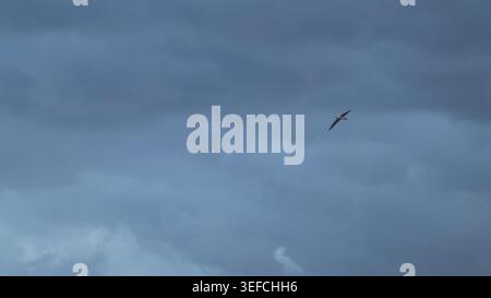 A single seagull soaring high against a background of dramatic dark storm clouds in a moody twilight sky. Stock Photo