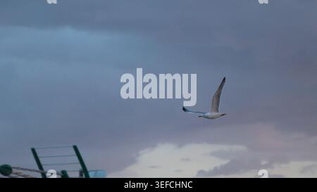A solitary seagull flying high through dramatic dark storm clouds and a moody blue-grey twilight sky over residential building rooftops. Stock Photo