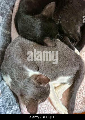 A heartwarming scene of two young cats, one black and one grey and white, napping peacefully in a cozy embrace on a textured fabric Stock Photo
