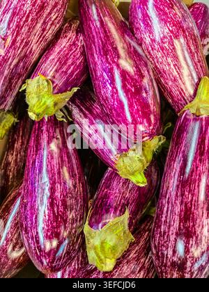 A bountiful harvest of fresh graffiti eggplants displays their unique striped patterns and rich purple hues, ready for culinary use Stock Photo