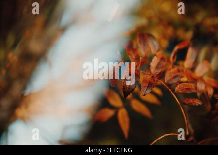 Orange autumn leaves on a tree with a reflection through a glass triangle on the opposite side of the sky and tree branches Stock Photo