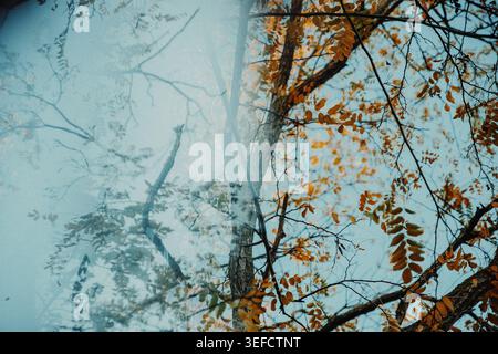 Tree branches with autumn leaves as seen through a triangular glass prism, showing the branch reflections on the left hand side Stock Photo