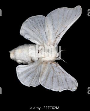 Domestic silk moth, Bombyx mori. Larvae, caterpillars of this species called Silkworms form a cocoon from which silk fabrics are made. An adult specim Stock Photo