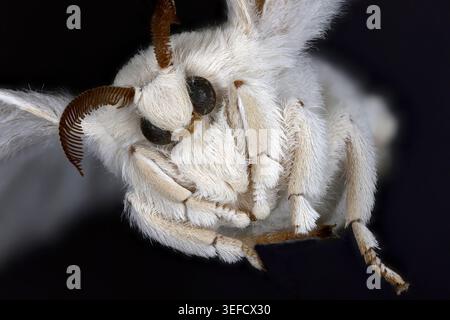 Portrait of Domestic silk moth, Bombyx mori. Larvae, caterpillars of this species called Silkworms form a cocoon from which silk fabrics are made. An Stock Photo