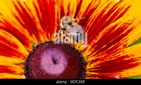 Macro shot featuring honeybee on a rudbeckia flower. Image showcases detail, vibrant textures, with the orange, yellow petals and bee fuzz creating vi Stock Photo