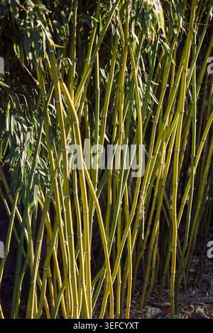 Sunlit bamboo stems and leaves in tropical garden, natural green plant background Stock Photo