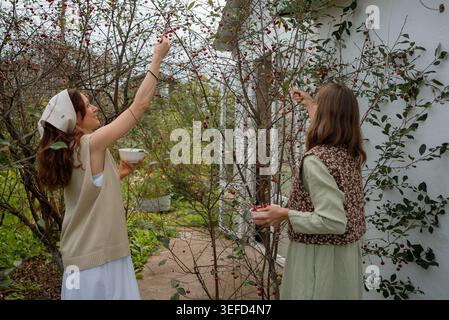Two female farmers are picking ripe cherries from a tree in their orchard, collecting the juicy fruit in bowls, enjoying the bounty of their harvest Stock Photo