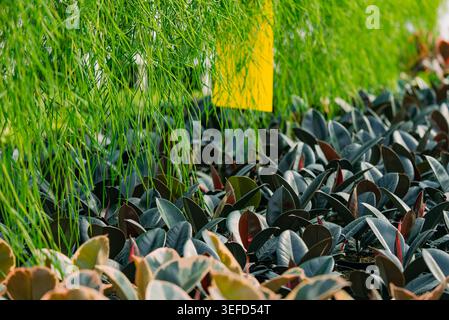 Young ficus elastica plants with dark green leaves and variegated varieties growing in a commercial greenhouse, showcasing sustainable agriculture and botanical plant production Stock Photo