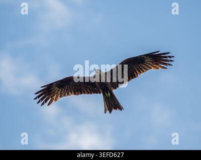 Black kite soaring close up in blue sky as background. Milvus migrans flying high with wings spread wide view from below. Majestic raptor bird of prey flight overhead wildlife nature concept Stock Photo