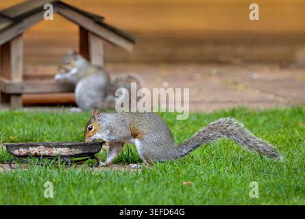 Two eastern grey squirrels (Sciurus carolinensis) feeding in garden beside wooden feeder with shallow depth of field, England, UK Stock Photo