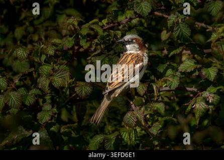 Male house sparrow perched within dense bramble foliage in natural habitat on the Somerset Levels, UK, in spring sunlight Stock Photo