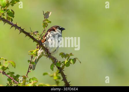 Male house sparrow perched on thorny bramble bush branch in spring sunlight with soft green background, Somerset Levels, UK. Shallow depth of field Stock Photo