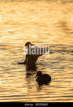 Silhouetted gadwall ducks on golden water at sunrise with one duck flapping its wings at Ham Wall, Somerset, UK Stock Photo