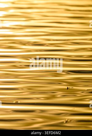 Abstract image of water ripples reflecting sunrise light, creating a liquid gold effect and natural patterns on the water at Ham Wall, Somerset, UK Stock Photo