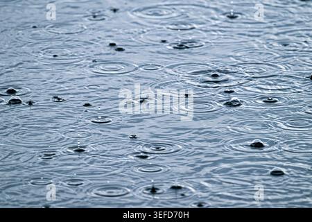 Raindrops bouncing off water, creating circular ripples on calm water surface at Ham Wall, Somerset Levels, UK in winter Stock Photo