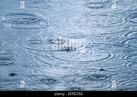 Close detail of raindrops forming expanding circular ripples on water surface, Ham Wall, Somerset Levels, UK Stock Photo