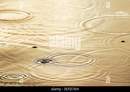 Raindrops splashing on golden water, featuring a suspended Worthington Jet droplet, concentric ripples, and warm sunset reflections, UK Stock Photo