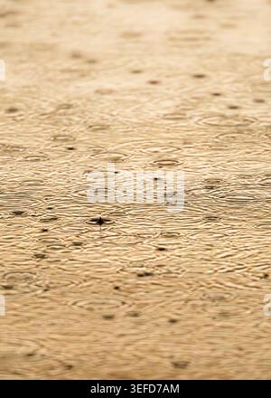 Golden sunrise reflections with raindrops creating soft circular ripples on water, Ham Wall, Somerset Levels, UK Stock Photo