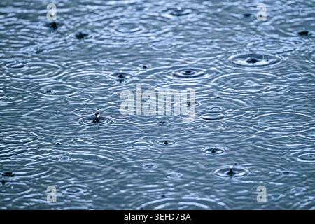 Raindrops forming circular ripple patterns on water surface in soft natural light, Ham Wall, Somerset Levels, UK Stock Photo