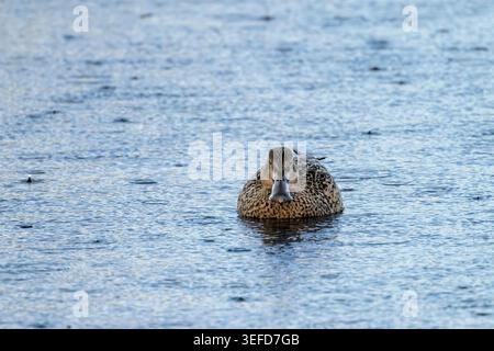 Female Northern Shoveler duck swimming in rain with water droplets on plumage, Ham Wall, Somerset Levels, UK Stock Photo