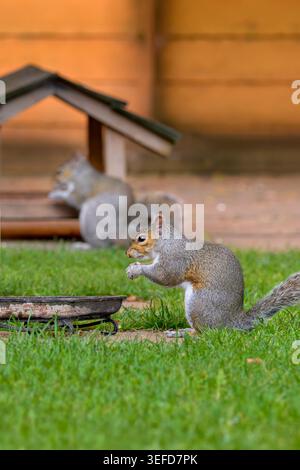 Two grey squirrels feeding on bird seed in a garden with shallow depth of field and wooden feeder in background, UK Stock Photo