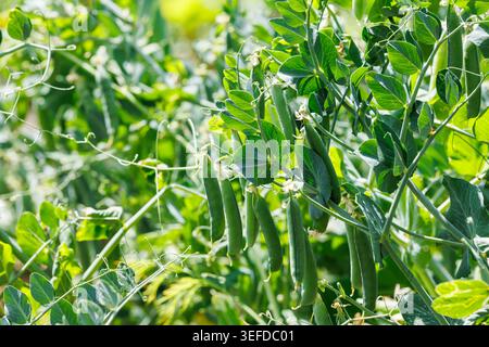 Close-up of ripe green peas pods hanging on branches with lush leaves in the sunlit garden. Concept of organic farming, local agriculture, harvesting Stock Photo