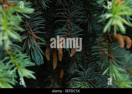 Macro shot of young brown pollen cones growing on fluffy blue spruce branches. Natural dark evergreen texture background for botanical or forestry con Stock Photo