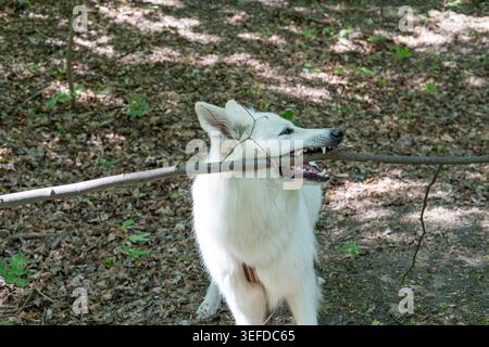 A white swiss shepherd dog holds a long wooden stick in its mouth on a leaf-covered forest floor. Stock Photo