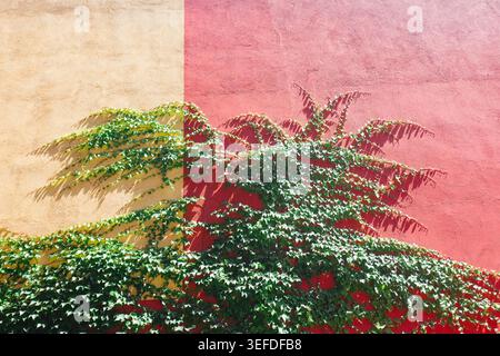 Barcelona, Spain: Lush green ivy vines create a natural pattern against a dual-tone yellow and red stucco wall on a sunny day with sharp shadows. Stock Photo
