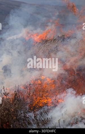 Burning heather on the North York Moors . The heather is burnt to provide new green shoots for young grouse to feed on Stock Photo